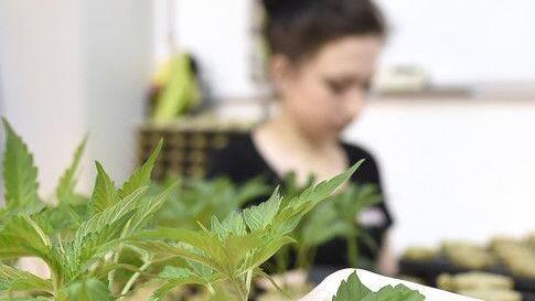 Cannabisaufzucht in Brunn am Gebrige