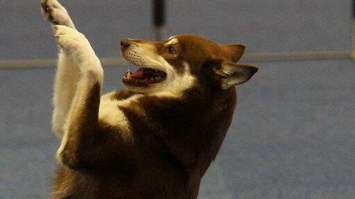 Festival der Hunde