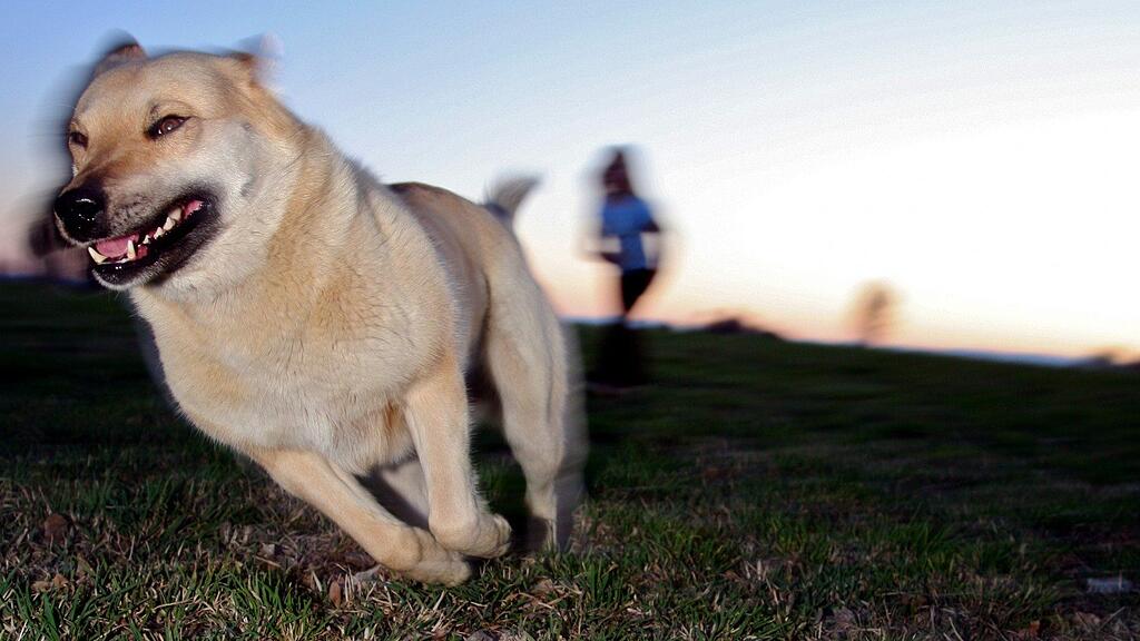 Laut Polizei besteht der Verdacht, dass der Hund unzureichend gehalten worden ist.