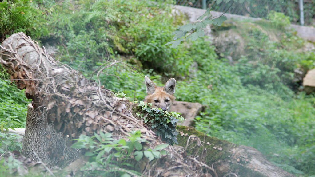 Mähnenwolf-Pärchen Zoo Salzburg