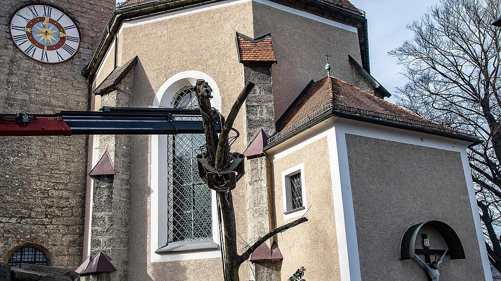 Ahorn-Baum bei Kirche M\u00fclln gef\u00e4llt
