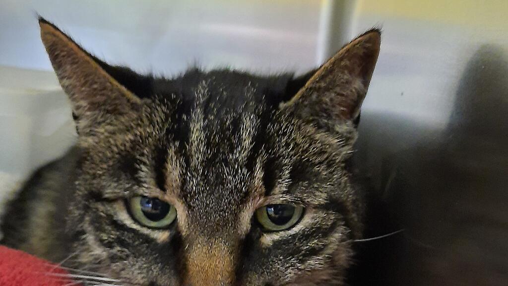 Kater Norbert