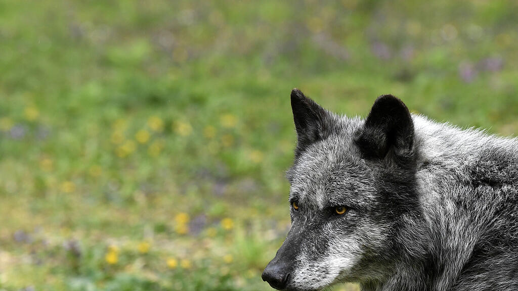 wolf