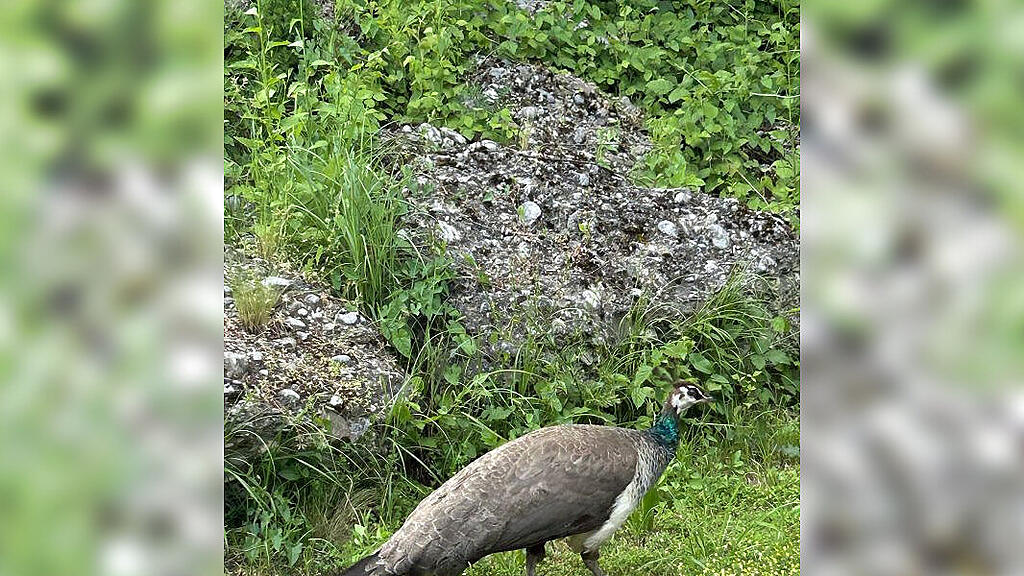 Pfau Saaldorf-Surheim