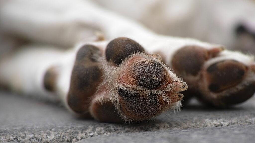 Toter Hund, SB