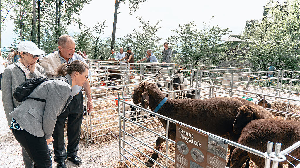 Tag der Schaf- und Ziegenhaltung in Maria Plain