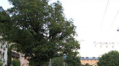 Bilder vom Corso