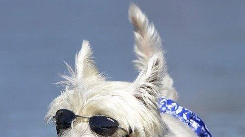 Hundesurfen in Kalifornien
