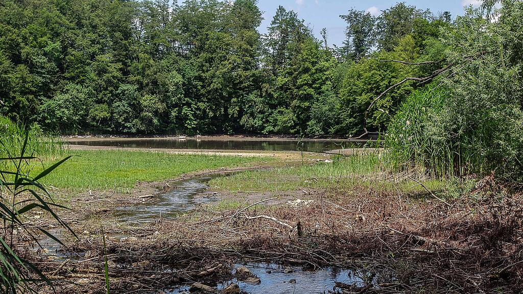 Der Bach, der den Weiher speist, führt seit Monaten nur noch äußerst wenig Wasser.