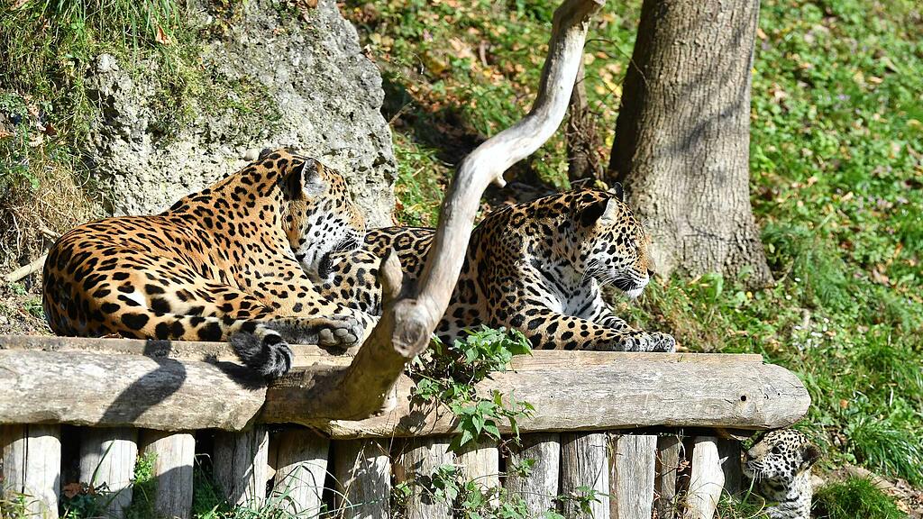 Jaguar-Familienausflug