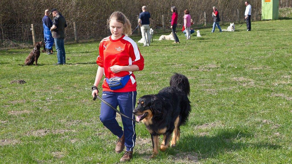 "Der gelbe Hund" in Nußdorf