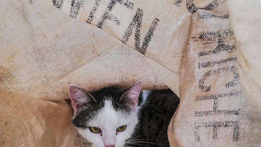 FF Ohlsdorf rettet Katze
