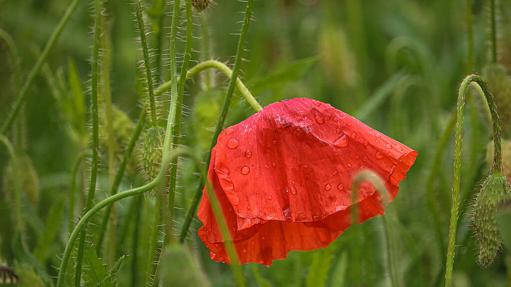 Regenwetter...