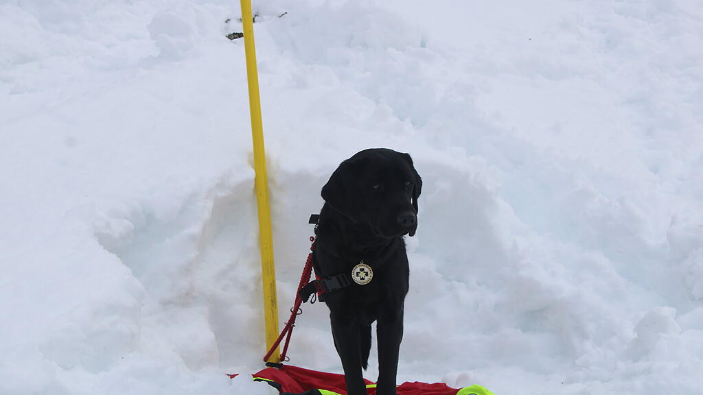 Lawinenhunde Bergrettung Training