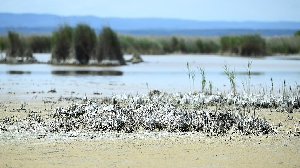 symb_NeusiedlerSee, Neusiedler See,