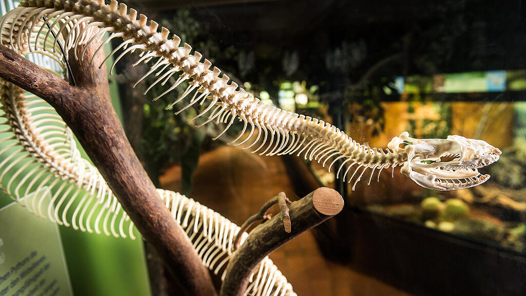 Haus der Natur, Reptilienzoo