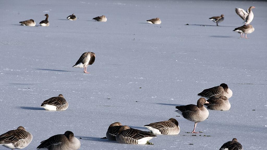 ENTEN