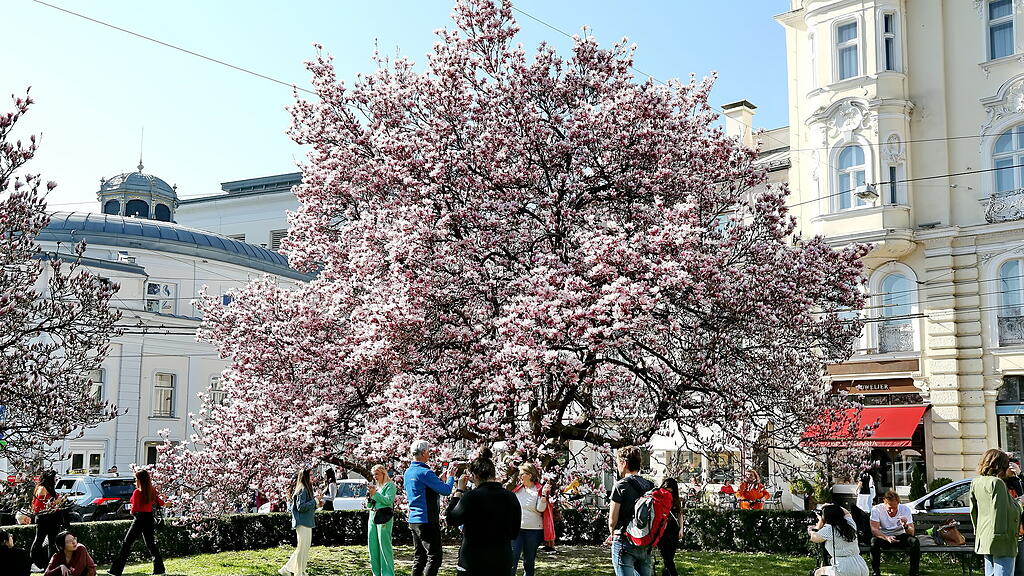 Blühende Magnolien in Salzburg