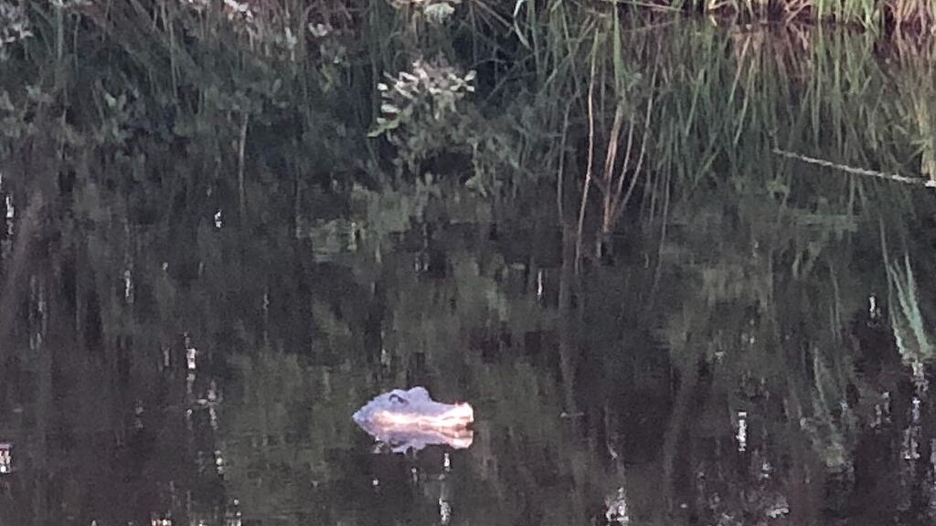 Unheimliche Begegnung mit einem vermeintlichem Krokodil im Weiher.