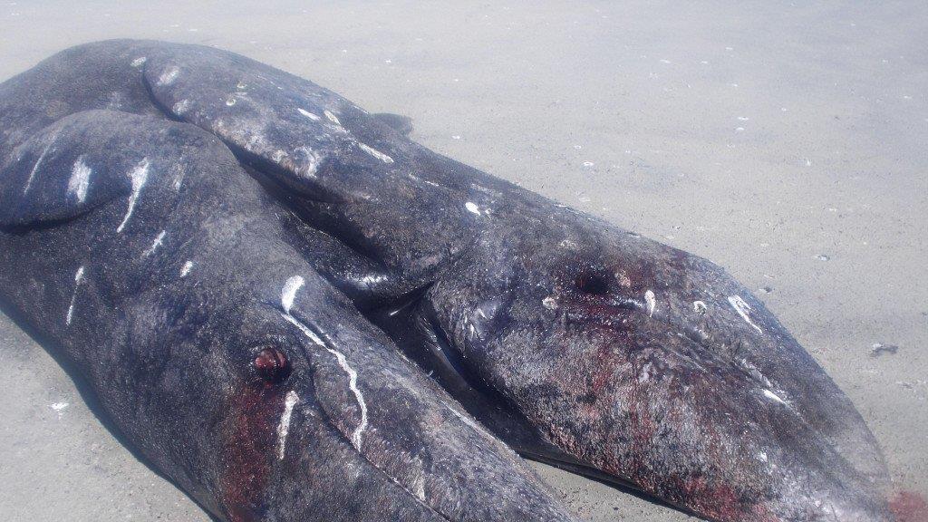 Siamesiche Grauwalzwillinge in Mexiko entdeckt
