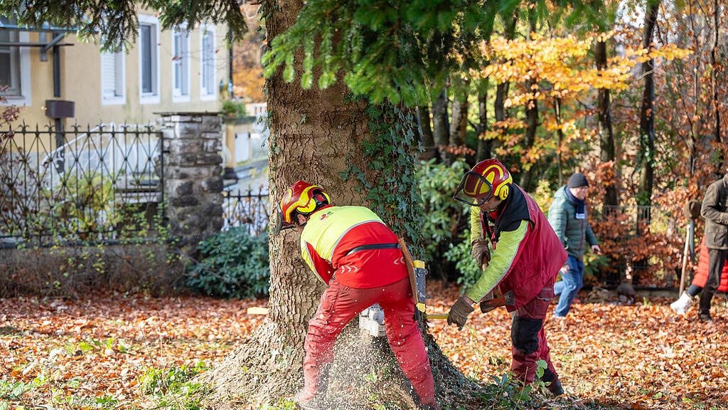 Christbaumernte in St. Jakob am Thurn
