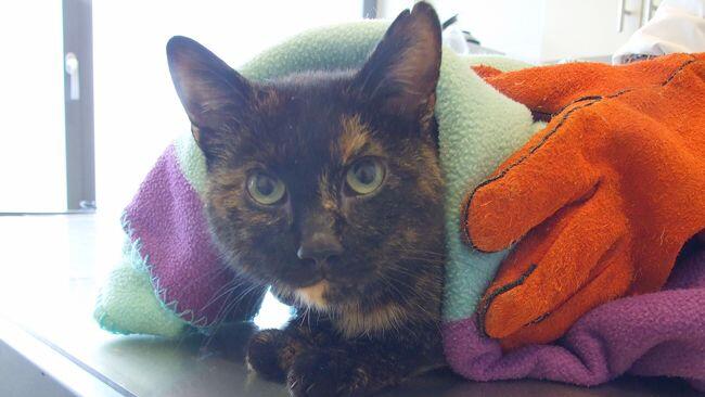 Katze "Pepper" reiste quer durch Europa.