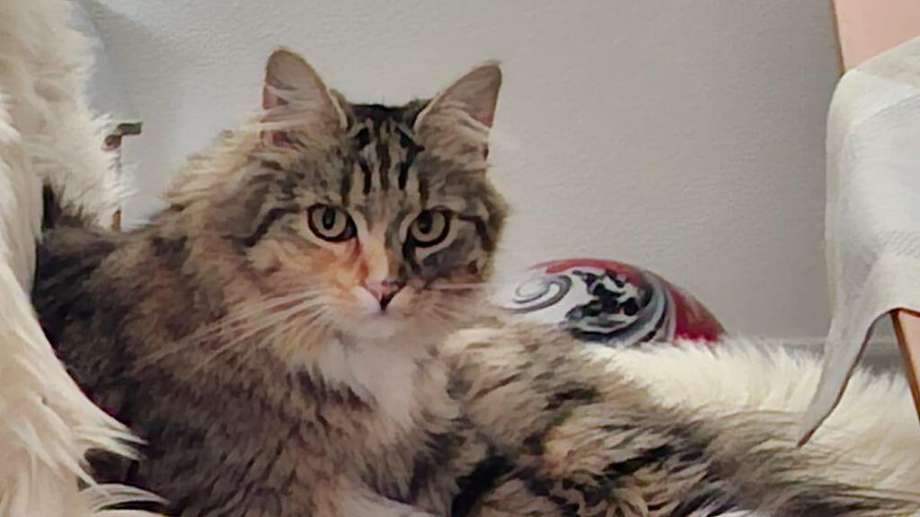 Weltkatzentag 2025
