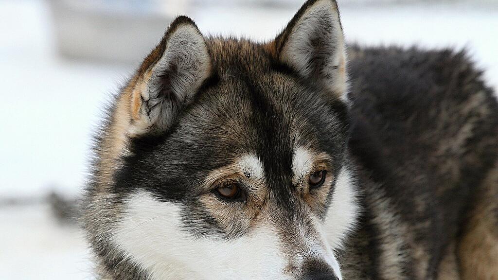 husky-g96bd88037_1920.jpg