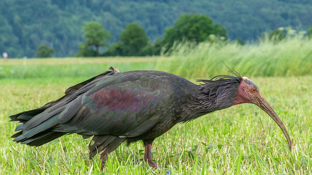 Waldrapp auf Futtersuche