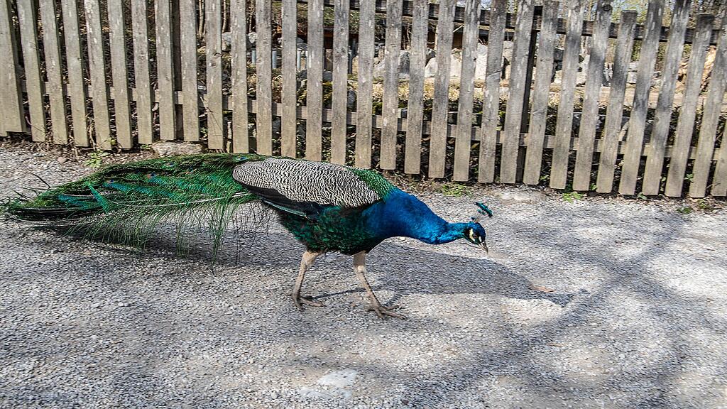 Frühlingserwachen im Zoo