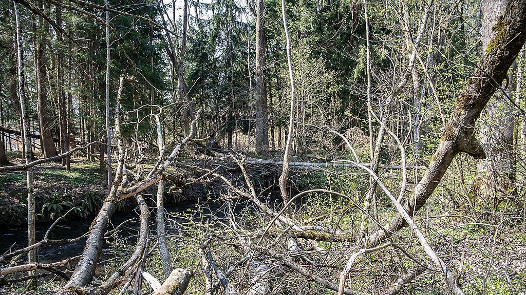 20190401_fmt_schaeden_nach_winterstuerme_mw1-18.jpg