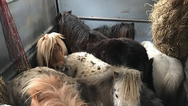 Tiertransport, St. Valentin