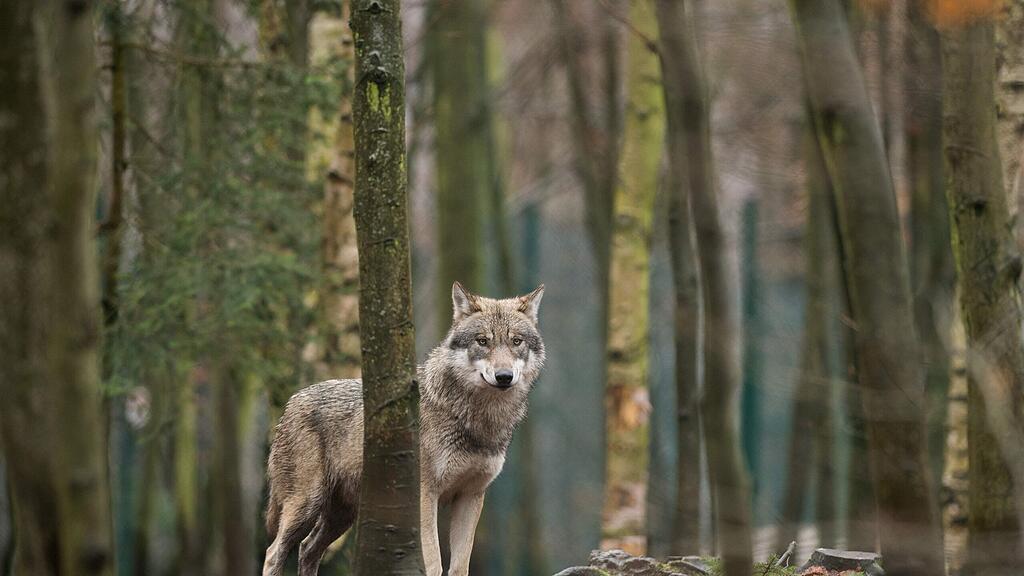 In Pfarrwerfen soll ein Wolf nur 150 Meter von einer Siedlung entfernt Schafe gerissen haben (Symbolbild).