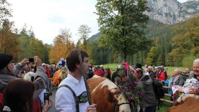 Bilder vom Almabtrieb