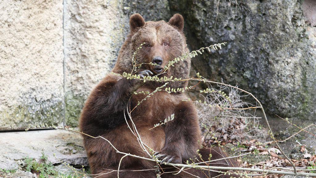 Salzburgs Braunbären erwachen