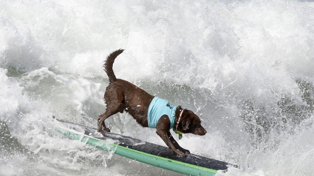 Hundesurfen in Kalifornien