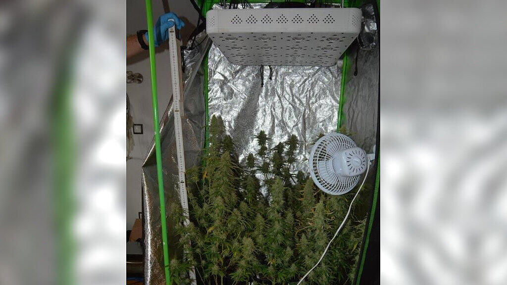 cannabisplantage hallein