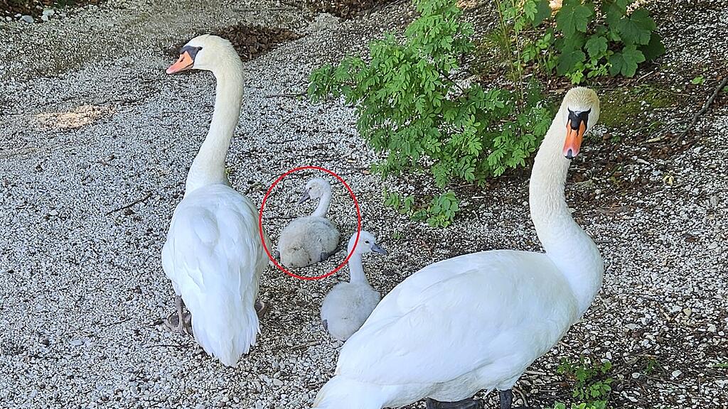 Schwan