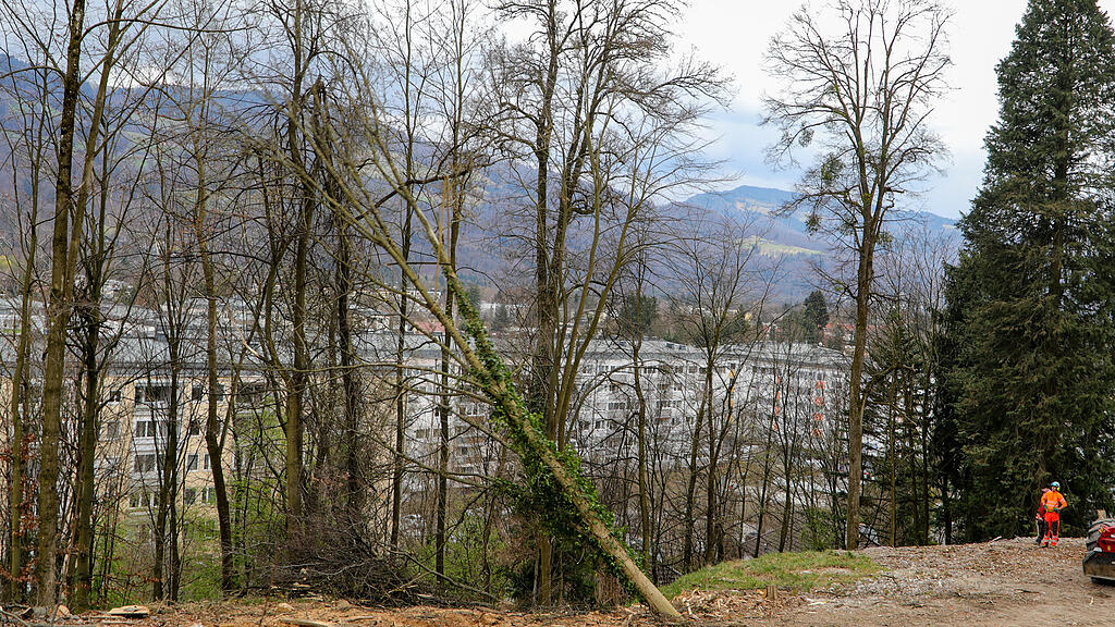 Baumfällungen per Hubschrauber am Kapuzinerberg