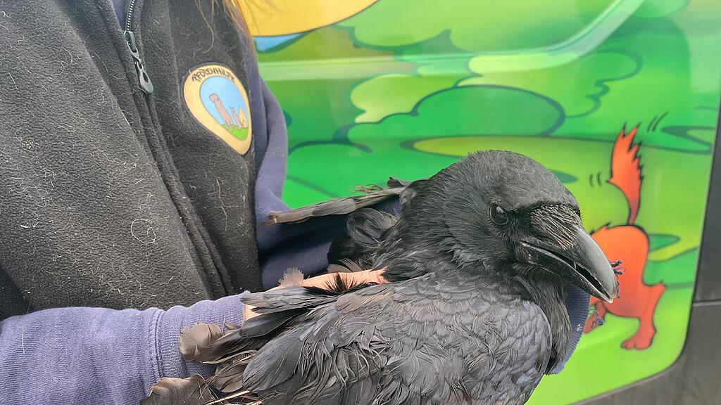 Krähe in Salzburg verstümmelt
