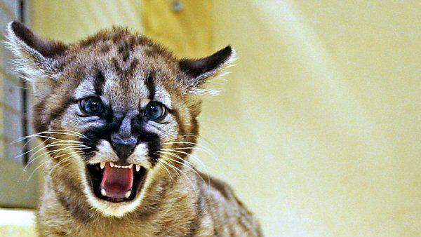 Puma-Kater erhielt den Namen Maxxum