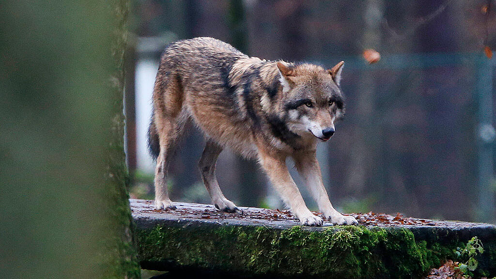 Wolf