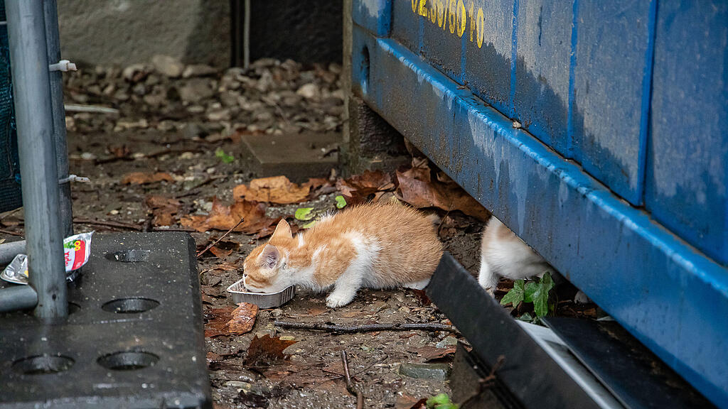 Katzenbabys auf der Parcelsus-Baustelle