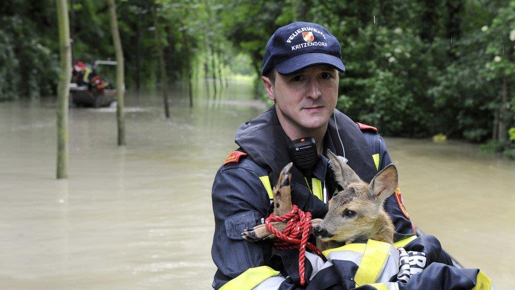 Rehe gerettet