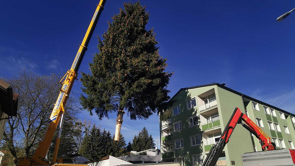 Christbaum_Christkindlmarkt