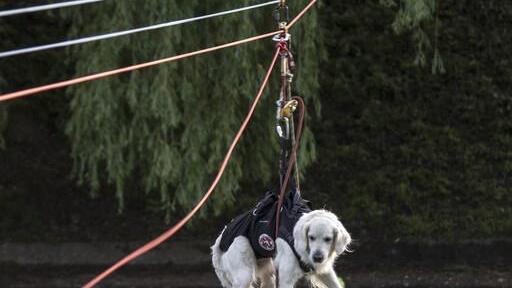 Lawinenhunde in Ljubljana