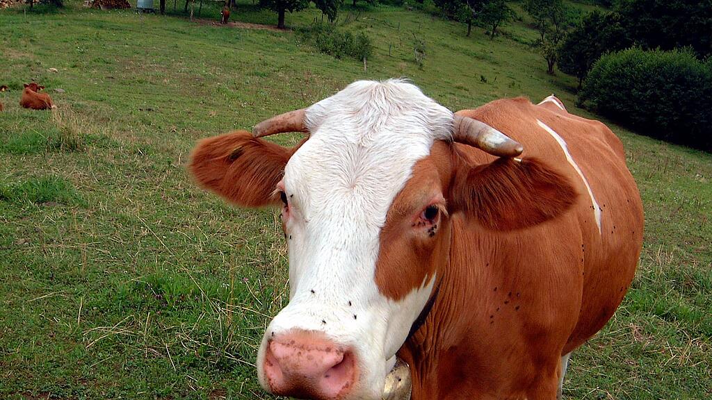 Der Bauer erlitt Verletzungen am Brustkorb. (Symbolbild)