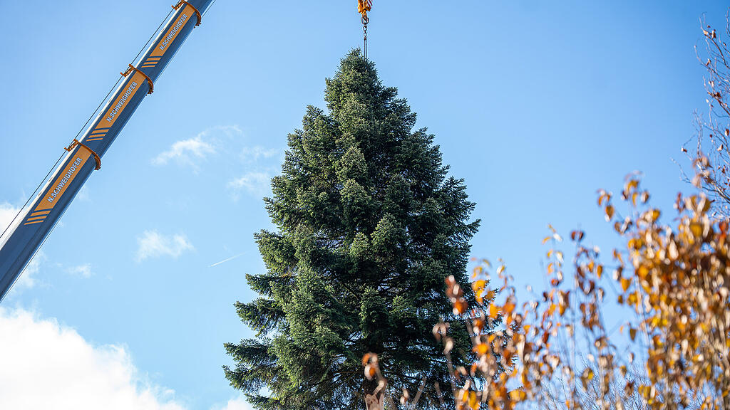 Christbaumernte in St. Jakob am Thurn
