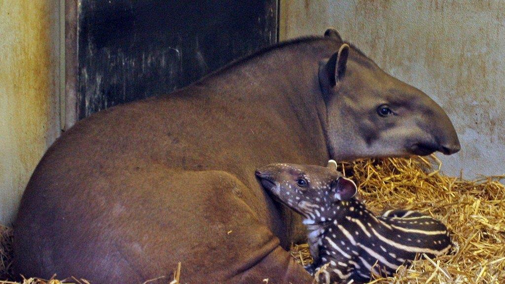 Tapir-Nachwuchs im Zoo
