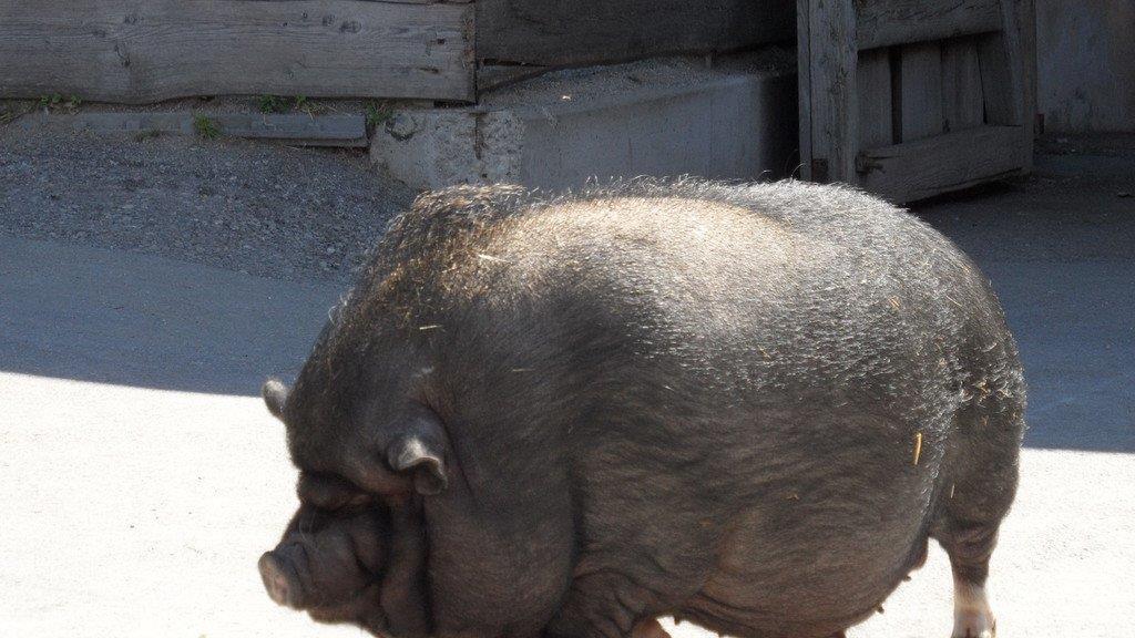Impressionen der Tiere